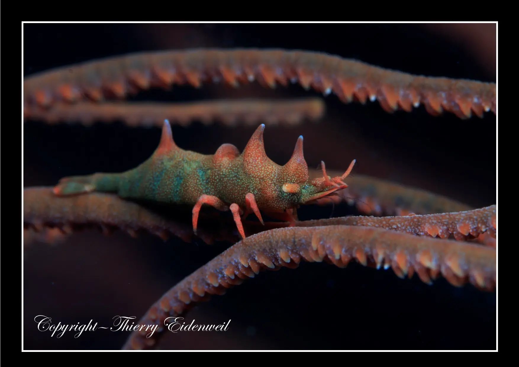 Anilao Macro Dive Media Highlight